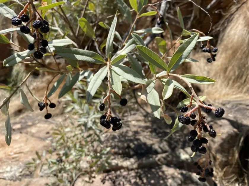 Ozoroa paniculosa