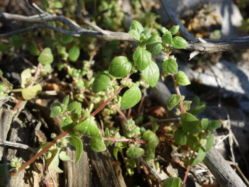 Parietaria lusitanica