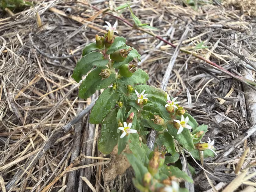 Pratia concolor
