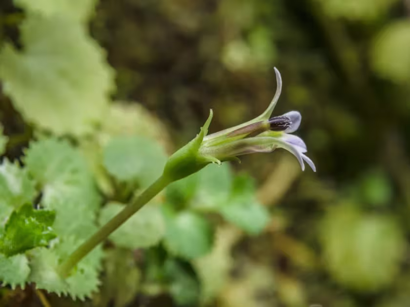 Pratia nummularia