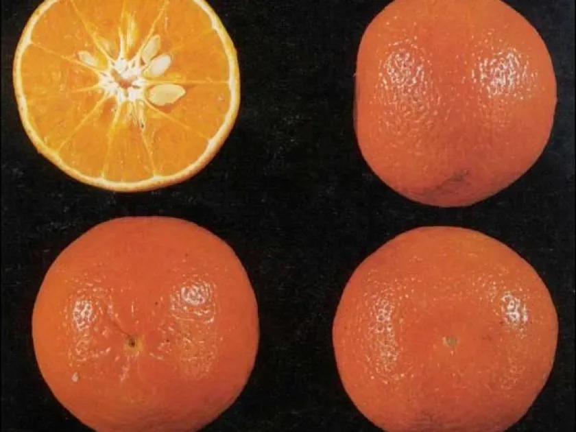 Temple Mandarin