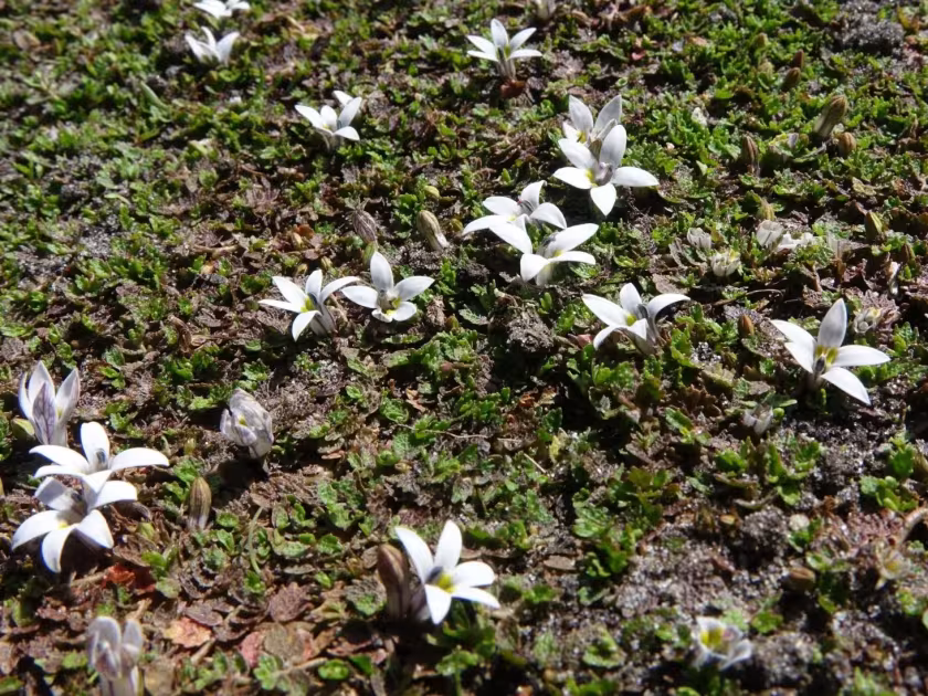 Pratia perpusilla