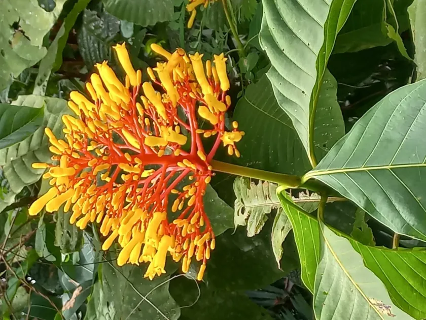 Palicourea guianensis