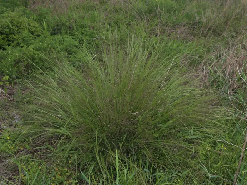 Berg's Millet