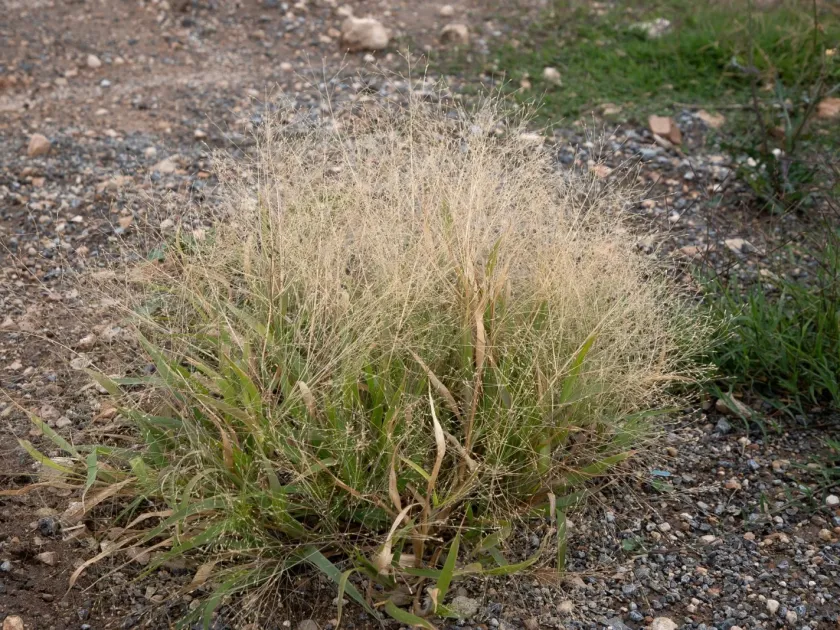 Hillman's panicgrass