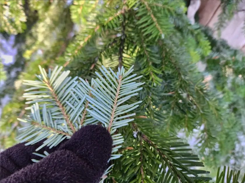 Pacific silver fir
