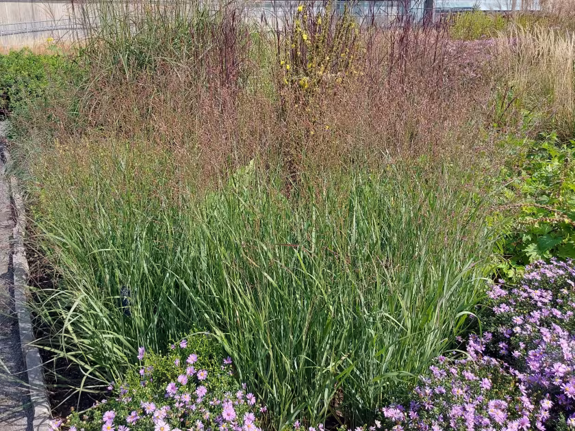 Panicum paniciformis