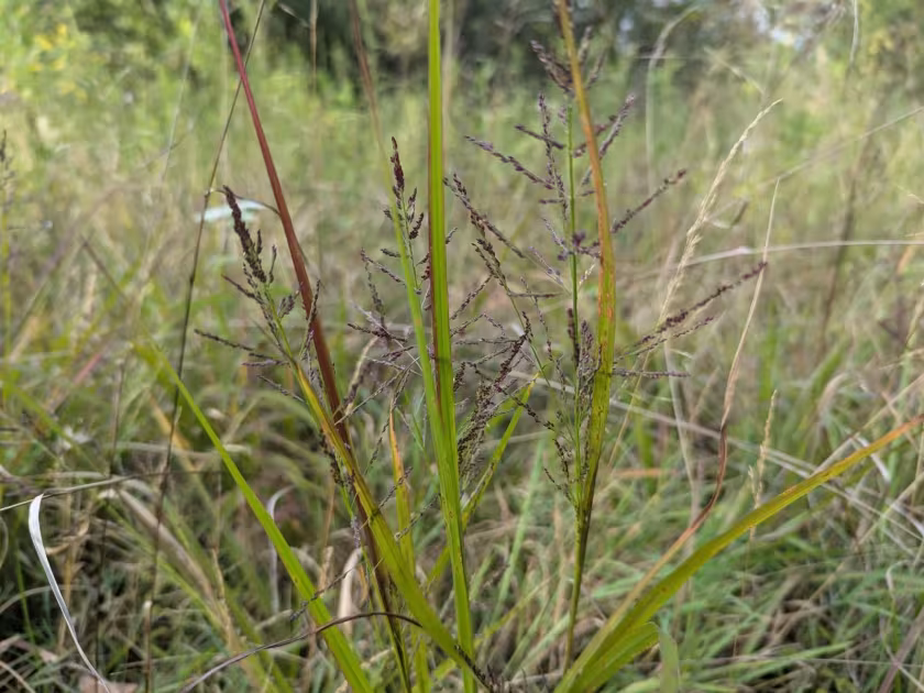 Rigid panicgrass