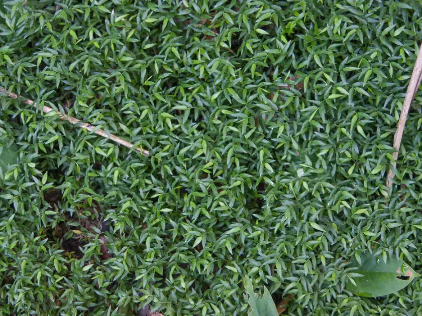 Ocellochloa stolonifera