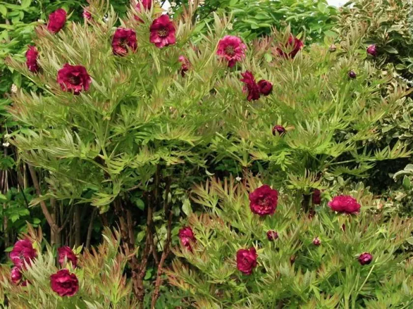 Potanin's peony