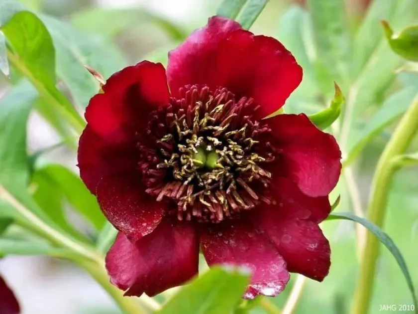 Yunnan peony