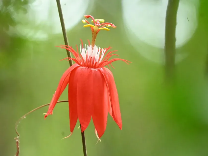 Passiflora vitifolia