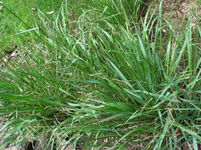 Paspalum pubescens