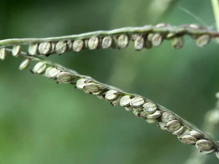 Upright paspalum