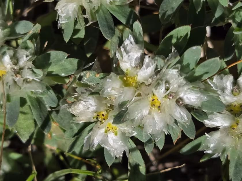 Silver nailwort