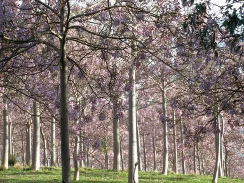 Paulownia fargesii