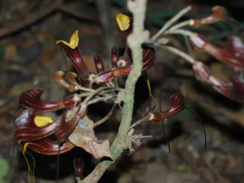 Pararistolochia zenkeri