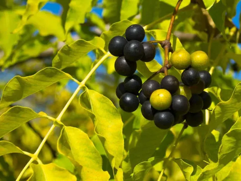 Бархат японский