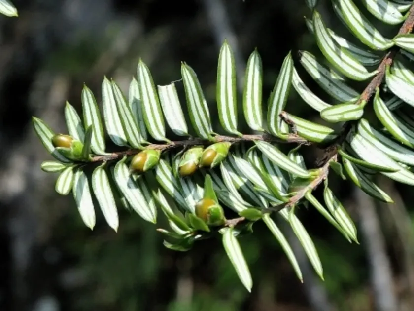 Pseudotaxus chienii