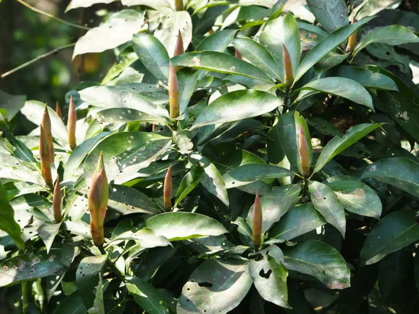 Persea japonica