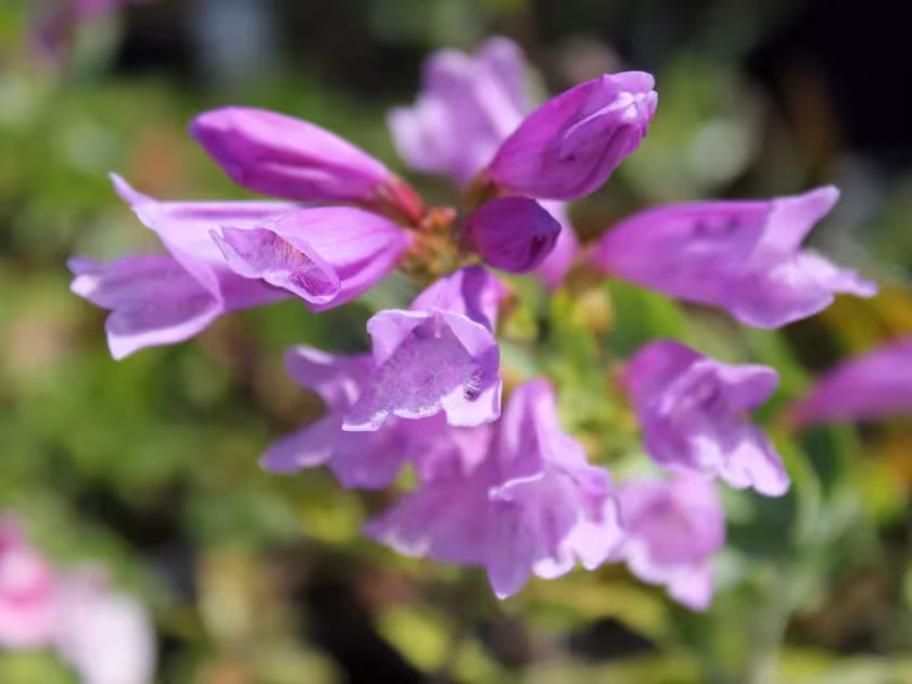 Penstemon barettiae