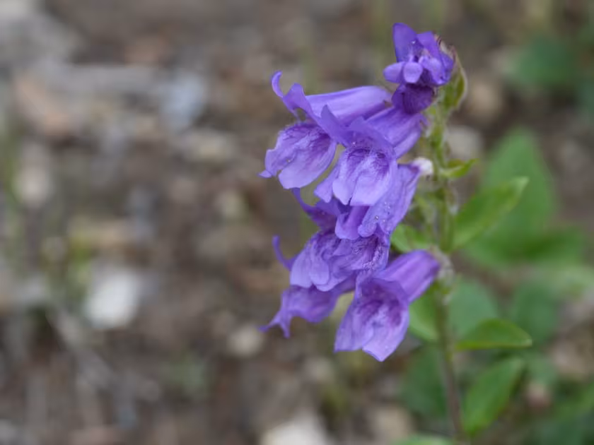 Penstemon cardwellii