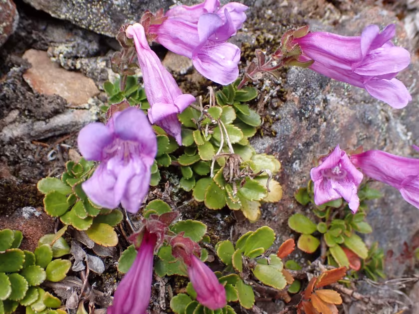 Davidson's penstemon