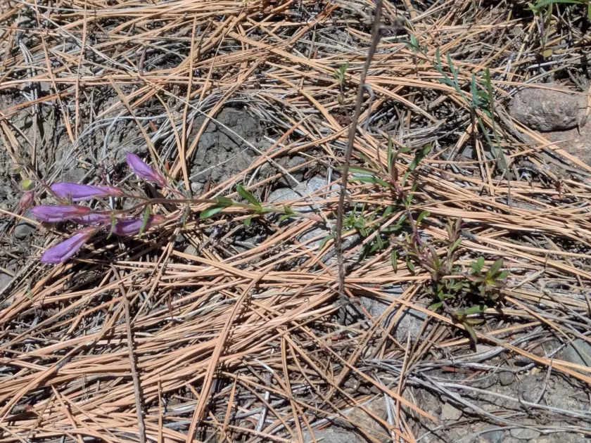 Penstemon menziesii