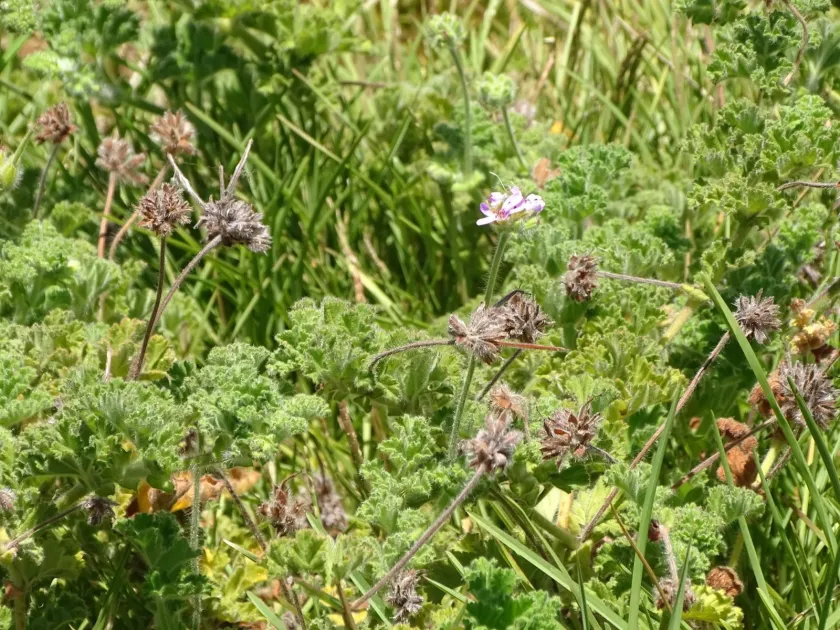 Rose geranium