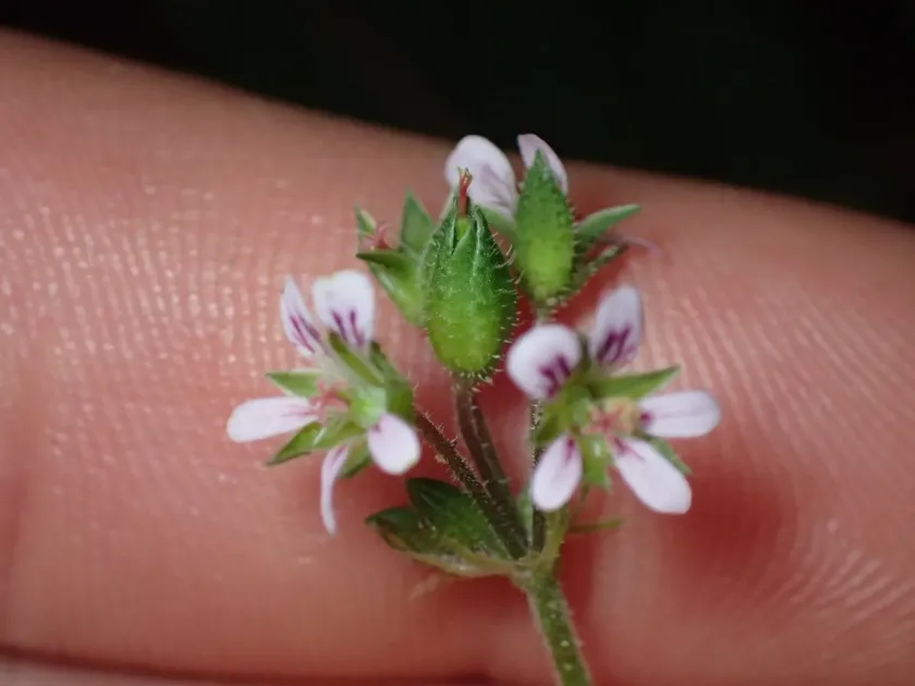Odorless pelargonium