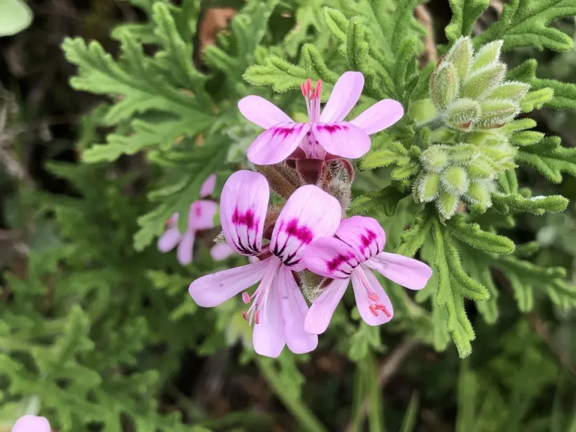 Rose geranium