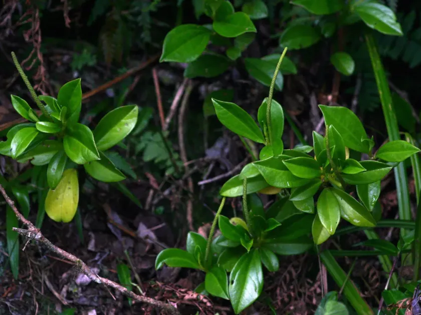 Peperomia abyssinica