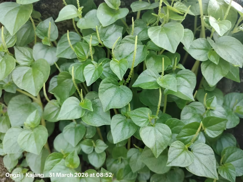 Peperomia pellucida