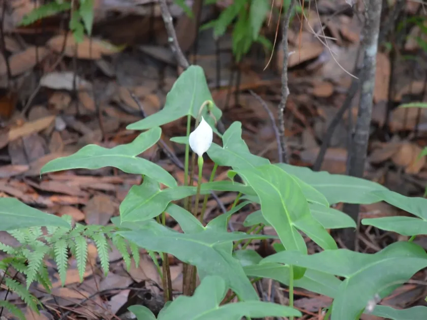 Peltandra sagittifolia