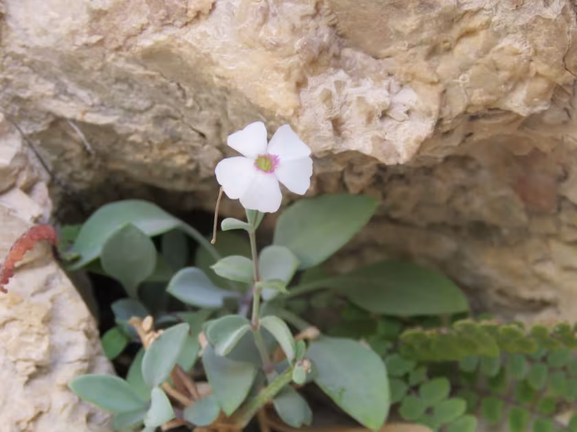 Petrocoptis glaucifolia