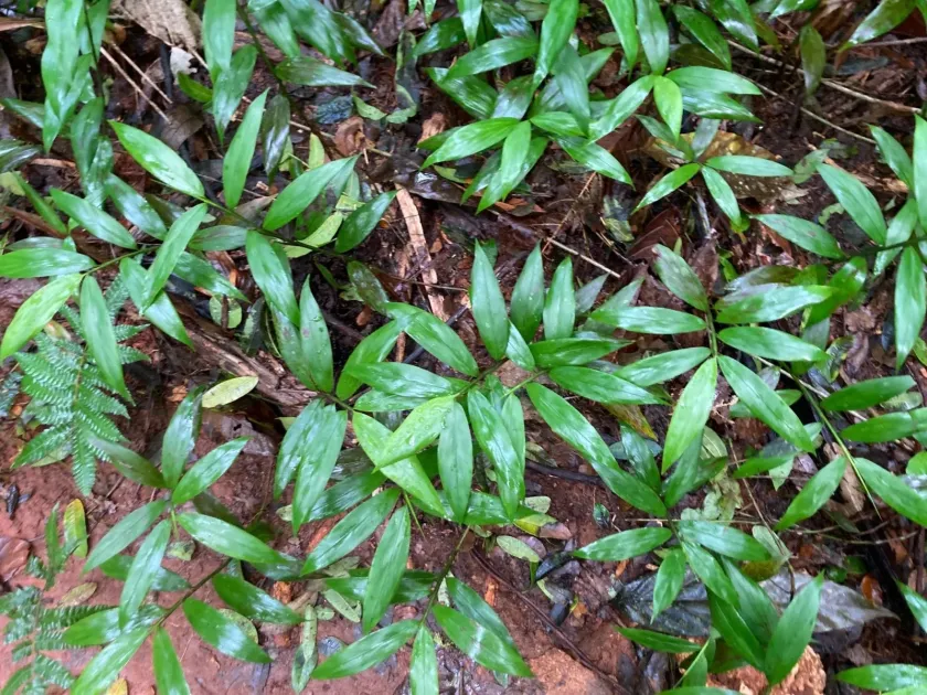 Pharus parvifolius