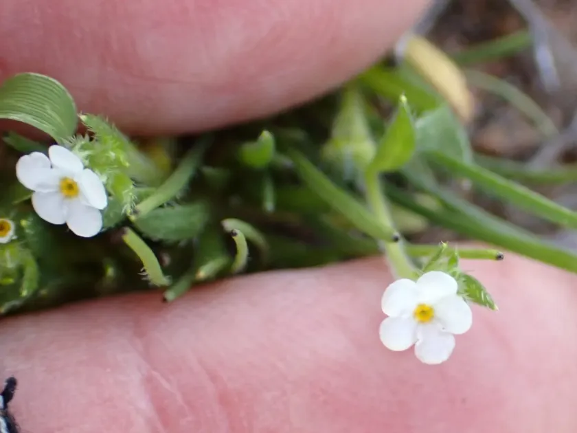 Plagiobothrys collinus