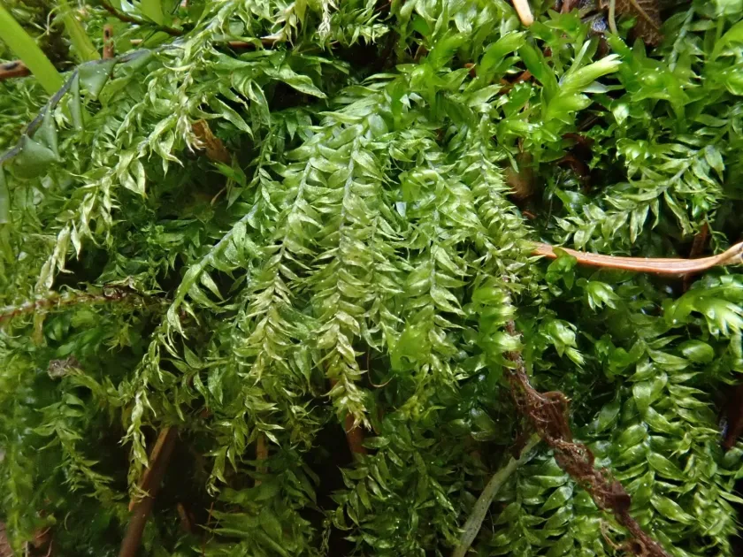 Plagiothecium succulentum