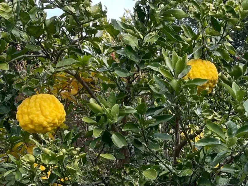 Citrus tumida
