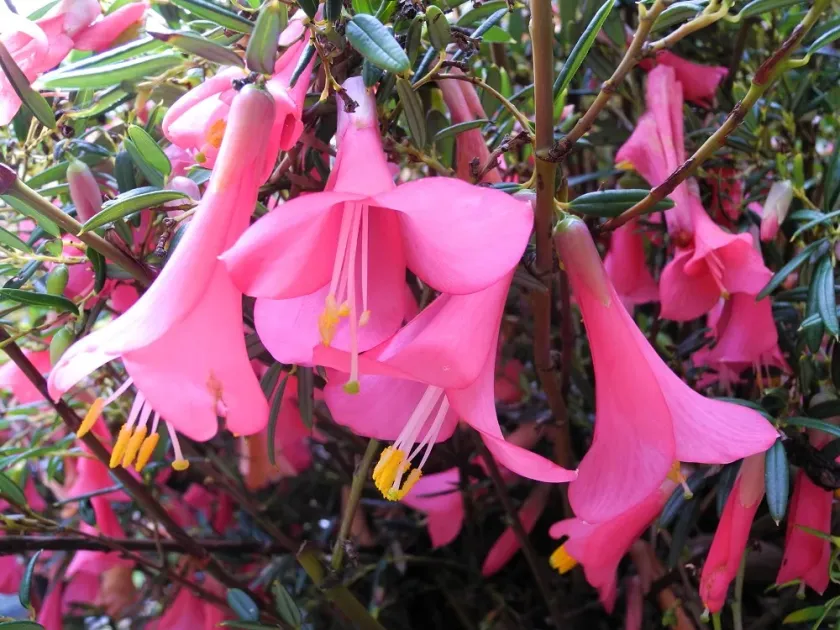 Philesia magellanica