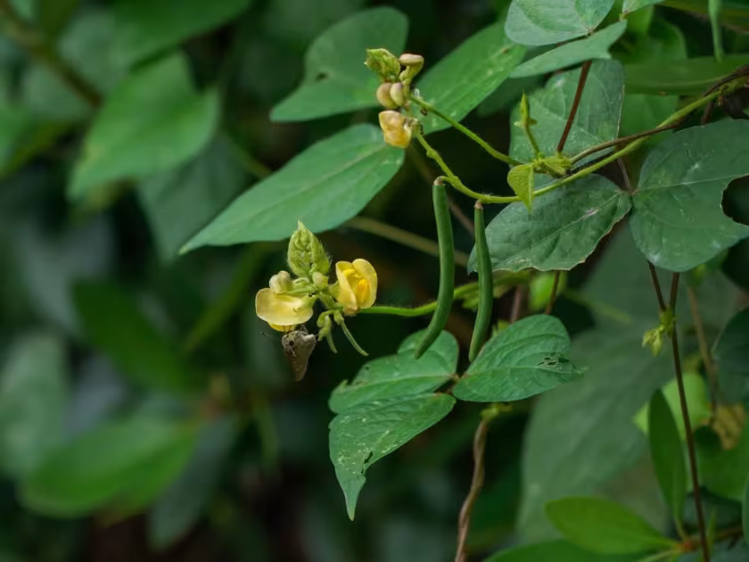 Japanese bean
