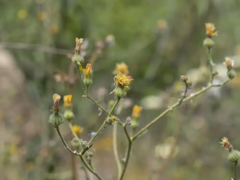 Picris sprengeriana