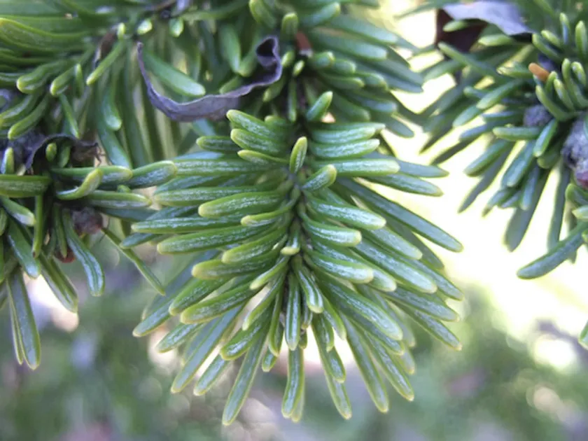 Sargent's spruce