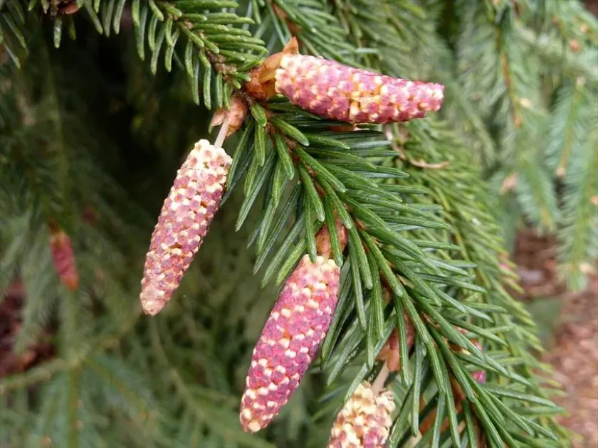 Maximowicz's spruce