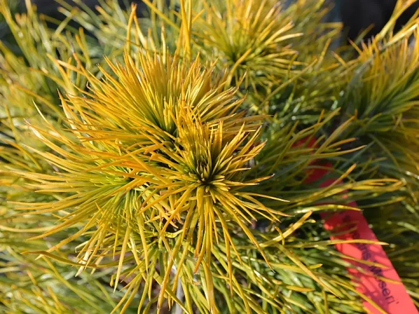 Moser Spruce