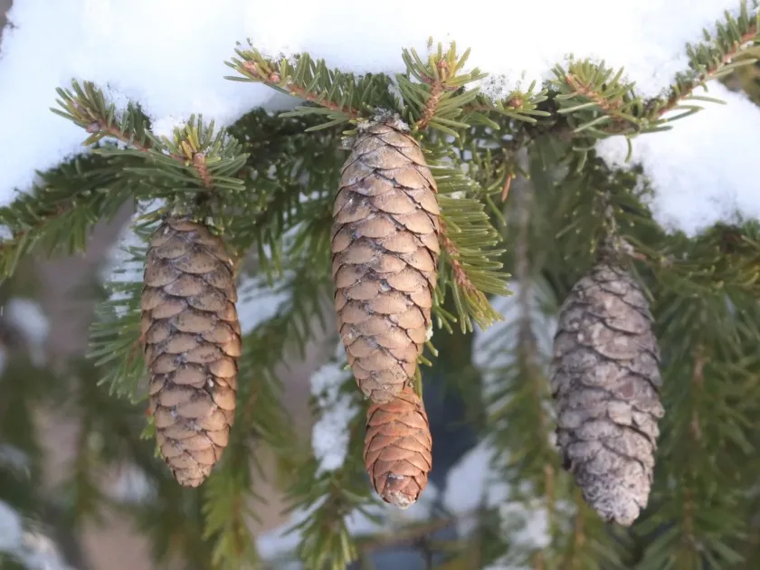 Siberian spruce