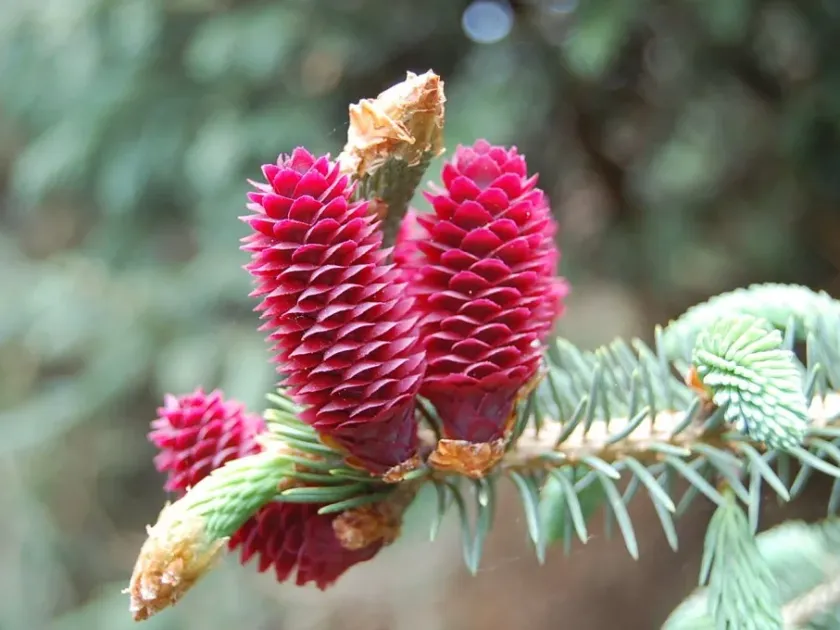 Purple cone spruce
