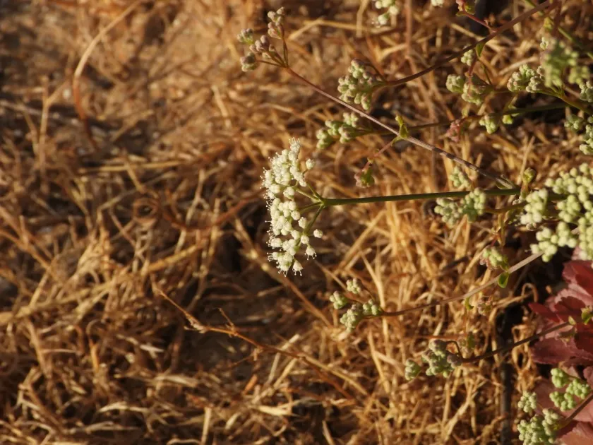 Pimpinella villosa