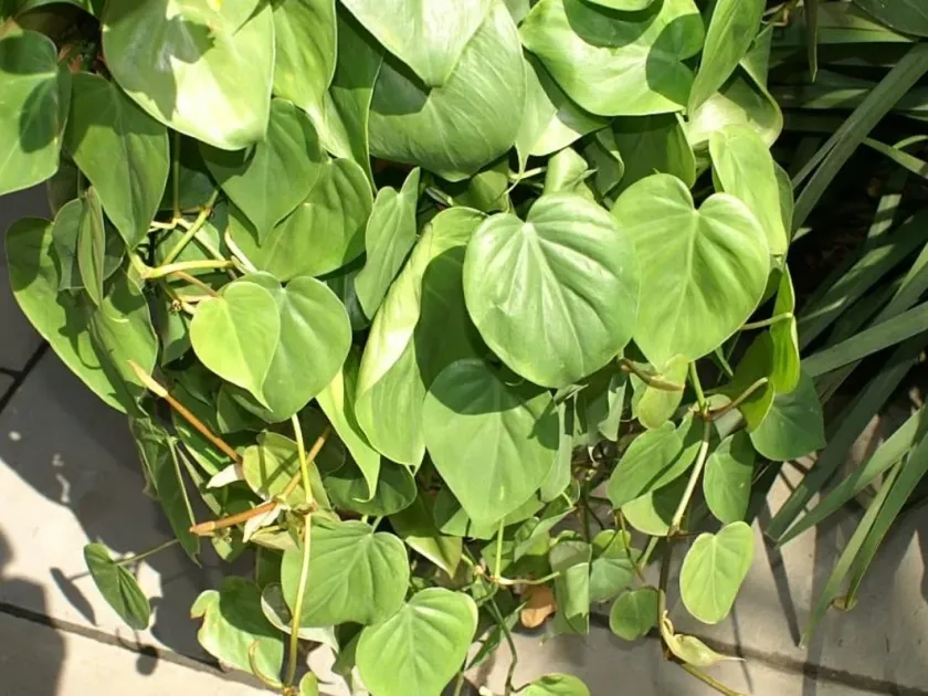 Heartleaf philodendron