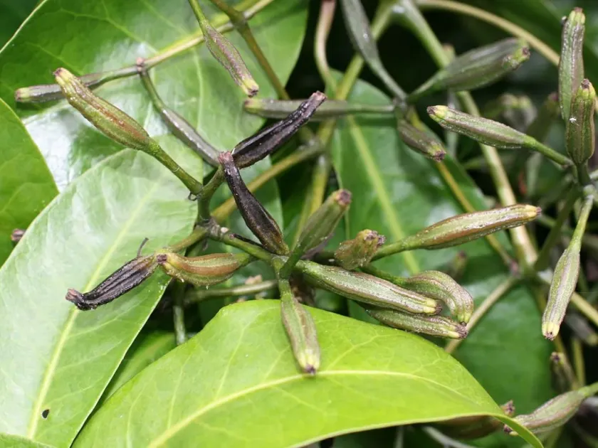 Pisonia brunoniana